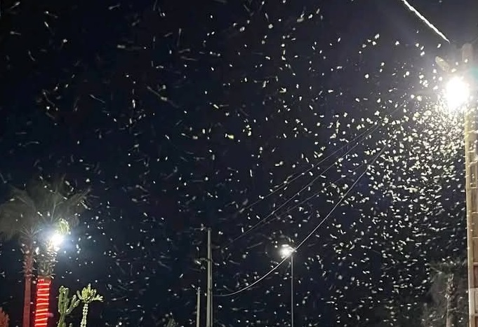 جماعة أملن بدائرة تافراوت تنفي وصول الجراد الصحراوي إلى ترابها