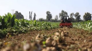 سطات.. تأثير إيجابي للتساقطات المطرية الأخيرة على المزروعات والغطاء النباتي