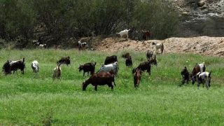 كلميم وادنون.. مسؤول: التساقطات المطرية الأخيرة لها تأثير إيجابي على المزروعات والمراعي