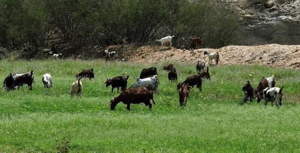 كلميم وادنون.. مسؤول: التساقطات المطرية الأخيرة لها تأثير إيجابي على المزروعات والمراعي