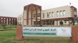 مكناس: إطلاق مشروع بحثي جديد حول سلسلة الخروب