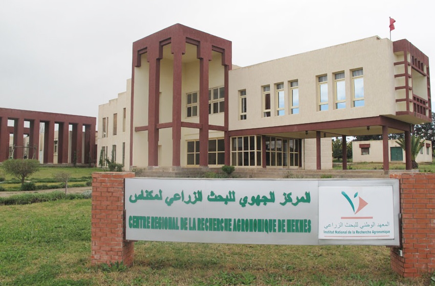 مكناس: إطلاق مشروع بحثي جديد حول سلسلة الخروب
