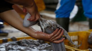 الصيد البحري.. انطلاق الموسم الصيفي لصيد الأخطبوط عقب فترة راحة بيولوجية