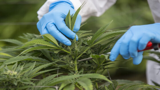 An Israeli woman works on marijuana plants at the BOL (Breath Of Life) Pharma greenhouse in the country's second-largest medical cannabis plantation, near Kfar Pines in northern Israel, on March 9, 2016. The recreational use of cannabis is illegal in the Jewish state, but for the past 10 years its therapeutic use has not only been permitted but also encouraged. Last year, doctors prescribed the herb to about 25,000 patients suffering from cancer, epilepsy, post-traumatic stress and degenerative diseases. The purpose is not to cure them but to alleviate their symptoms. Forbidden to export its cannabis plants, Israel is concentrating instead on marketing its agronomic, medical and technological expertise in the hope of becoming a world hub in the field. / AFP PHOTO / JACK GUEZ / TO GO WITH AFP STORY BY DAPHNE ROUSSEAU