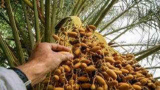 سلسلة نخيل التمر.. وكالة التنمية الفلاحية تبذل جهودا حثيثة للترويج للمنتجات المجالية وتثمينها