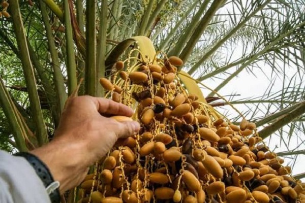 سلسلة نخيل التمر.. وكالة التنمية الفلاحية تبذل جهودا حثيثة للترويج للمنتجات المجالية وتثمينها