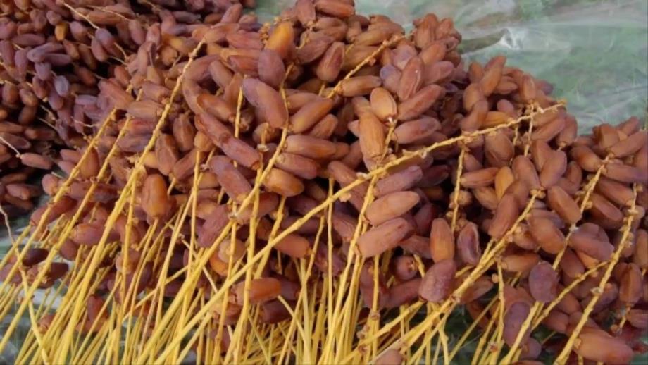 واحات فجيج..ترقب إنتاج أزيد من 10 آلاف طن من التمور