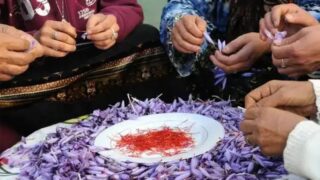 زعفران تالوين، الذهب الأحمر ذو المنافع المتعددة