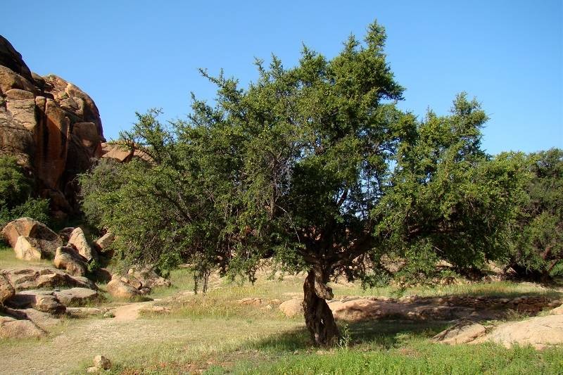 أكادير تحتفي بالأركان.. الشجرة الأيقونية بالمغرب