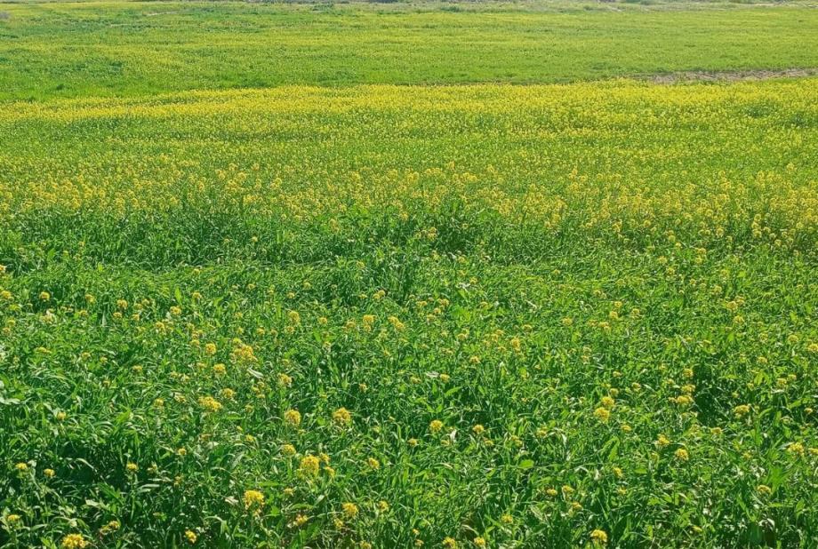 مناطق واسعة في إقليم شيشاوة تكتسي الرداء الأخضر بعد الأمطار الأخيرة