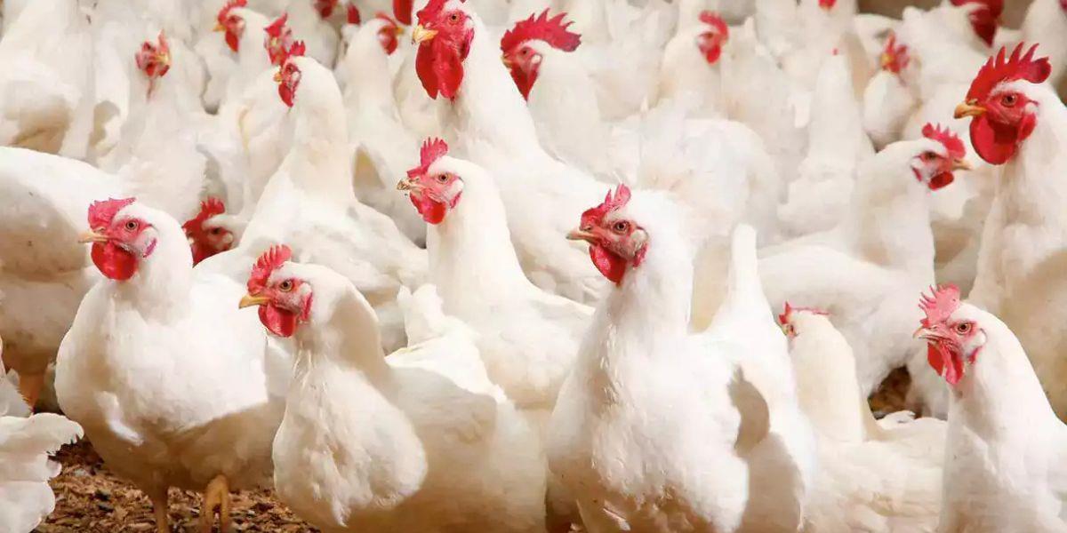 الفيدرالية البيمهنية تحذر من صعوبات بقطاع الدواجن قبيل شهر رمضان