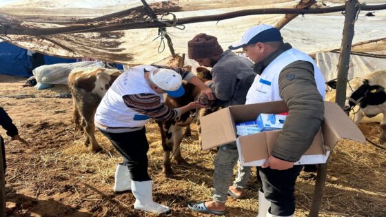 القصر الكبير .. تنظيم قافلة بيطرية ميدانية لمعالجة وتلقيح الماشية بالمناطق المتضررة من الفيضانات