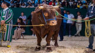 الملتقى الدولي للفلاحة بالمغرب.. توزيع الجوائز على الكسابة الفائزين في مباريات انتقاء أحسن رؤوس الماشية المعروضة