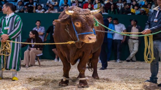 الملتقى الدولي للفلاحة بالمغرب.. توزيع الجوائز على الكسابة الفائزين في مباريات انتقاء أحسن رؤوس الماشية المعروضة