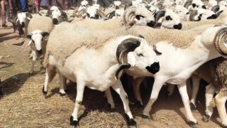 عرض وفير من الأضاحي بجهة فاس – مكناس يقدر بنحو 5ر1 مليون رأس