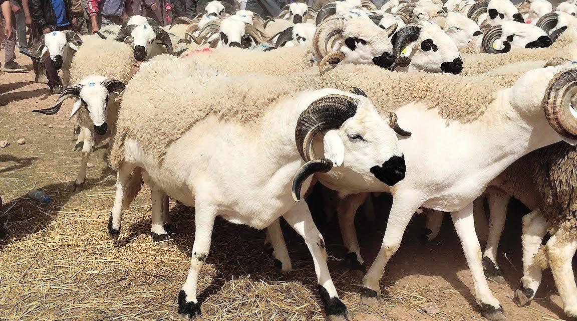 عرض وفير من الأضاحي بجهة فاس – مكناس يقدر بنحو 5ر1 مليون رأس