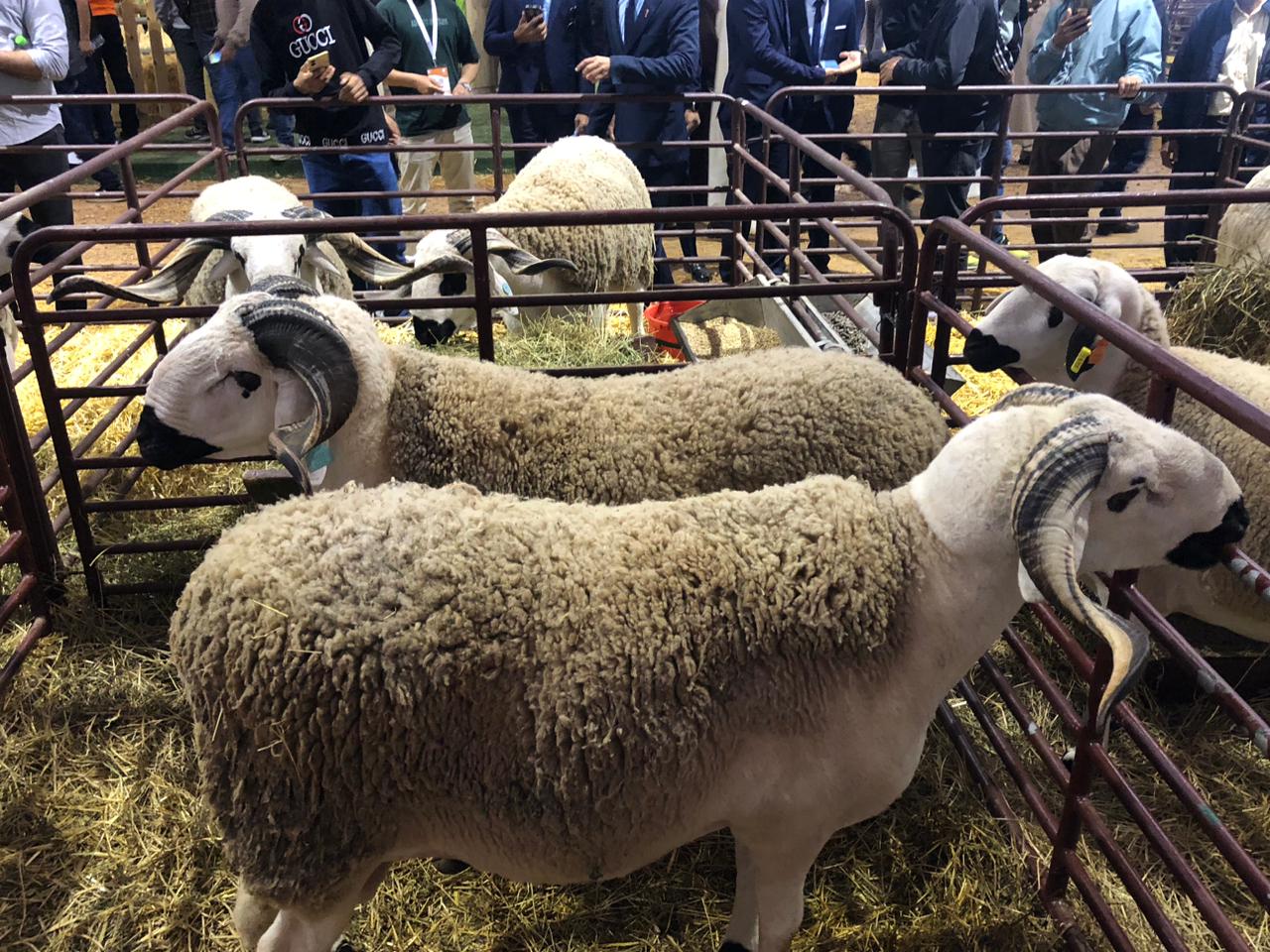 عيد الأضحى.. عرض وفير من الأضاحي بجهة بني ملال-خنيفرة يناهز 1.4 مليون رأس