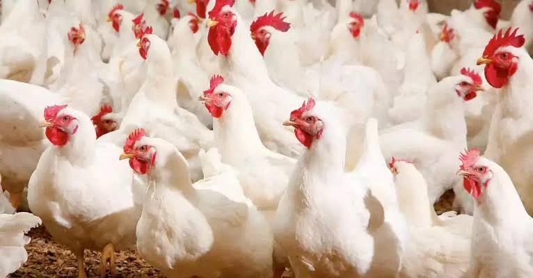 البواري.. النموذج المغربي للنهوض بقطاع الدواجن بات يشكل مرجعا