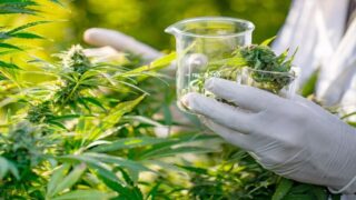 القنب الطبي.. المغرب يتوفر على إطار قانوني جاهز وعرض متاح ومؤطر